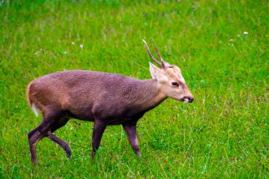 Hint domuz geyiği, bilimsel adı Hyelaphus porcinus.