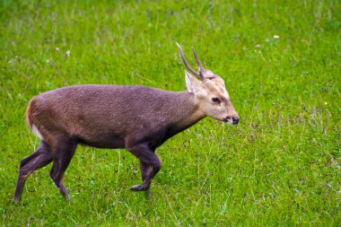 Hint domuz geyiği, bilimsel adı Hyelaphus porcinus.