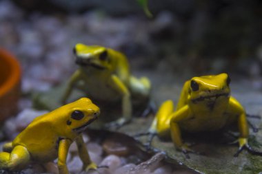 Golden poison frog, its scientific name is Phyllobates terribilis clipart