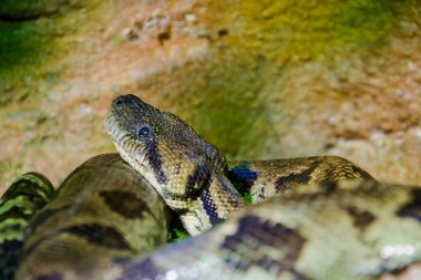 Madagascar tree boa, its scientific name is Sanzinia madagascariensis clipart