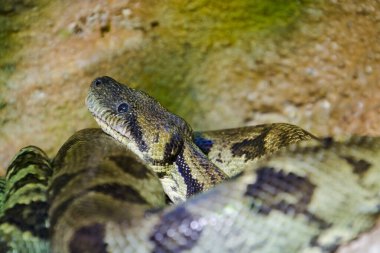 Madagaskar Ağacı boa, bilimsel adı Sanzinia madagascariensis.