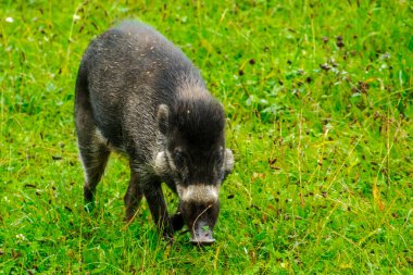 Visayan siğil domuzu, bilimsel adı Sus cebifrons