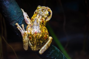 Siyah benekli ağaç kurbağası. Bilimsel adı Trachycephalus nigromaculatus.