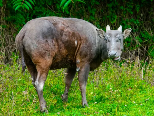 Lowland anoa, bilimsel adı Bubalus depresisicornis.