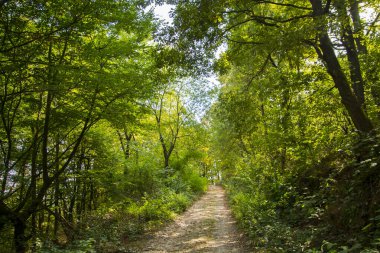 Ormandaki Spor Salonu 'na giden yol.