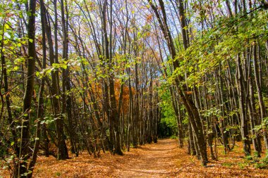Ormandaki Spor Salonu 'na giden yol.