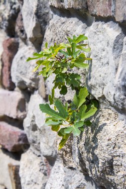 Sırbistan 'daki Belgrad kalesi Kalemegdan' ın duvarında filizlenme ve incir yaprakları