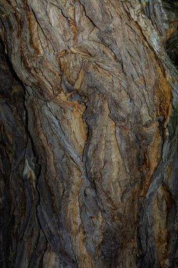 Texture of an old Acacia tree in Babolna - it is the oldest acacia tree in Hungary clipart