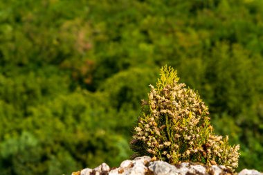 Çinli thuja, bilimsel adı Platycladus orientalis. Csesznek Kalesi 'nin taşında.