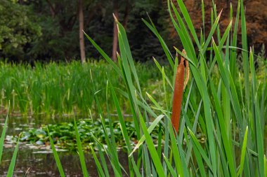 Bulrush, bilimsel adı Typha latifolia.