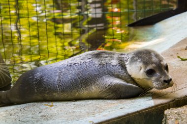 Bebek limanı foku. Bilimsel adı Phoca vitulina.