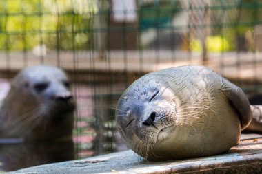 Bebek limanı foku. Bilimsel adı Phoca vitulina.