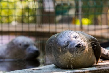 Bebek limanı foku. Bilimsel adı Phoca vitulina.