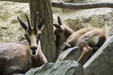 Avrupalı çocuk, bilimsel adı Rupicapra rupicapra.