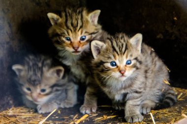 Avrupalı vahşi kedi yavruları, Felis Silvestris