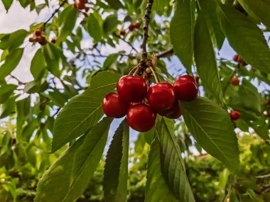 Kiraz meyvesi, bilimsel adı Prunus cerasus