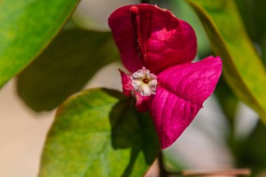 Bahar bahçesindeki Bougainvillea çiçeği