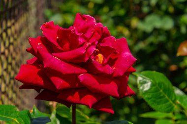 Rose 'un kırmızı çiçeği. Bilimsel adı Rosa.