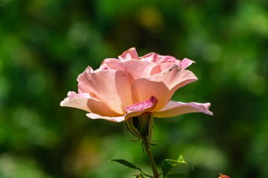 Gül Çiçeği, bilimsel adı Rosa.