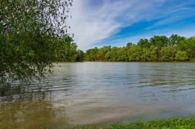 İlkbaharda Csongrad 'daki Tisza nehri.