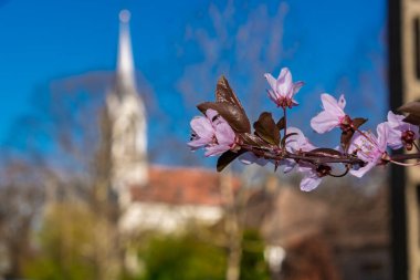 Mart ayında Szeged yakınlarındaki Deszk 'te çiçek açan kiraz ağaçları