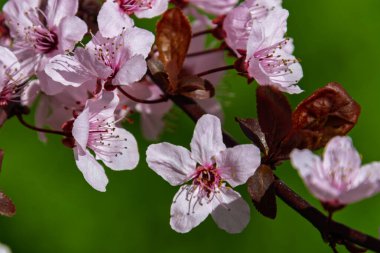 Flowering cherry trees in Deszk near Szeged in March clipart