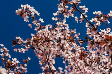 Mart ayında Szeged yakınlarındaki Deszk 'te çiçek açan kiraz ağaçları