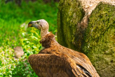 Lappet-faced vulture, its scientific name is Torgos tracheliotos clipart