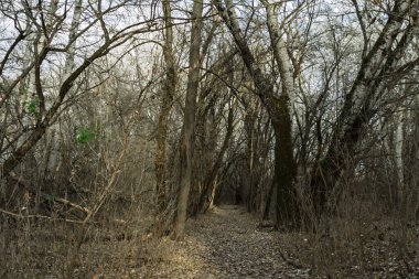 Martly 'nin durgun sularının yakınındaki kış ormanı