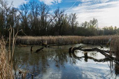 Martly 'nin doğa yolunun yanında bataklık.