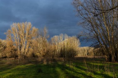 Pasture near the Forest of Martely clipart