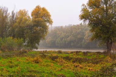 Baja yakınlarındaki Gemenc 'te Kasım ormanı