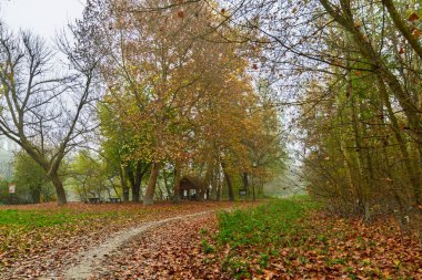 Baja yakınlarındaki Gemenc 'te Kasım ormanı