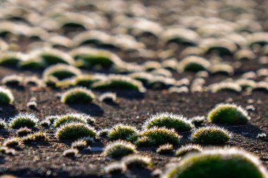 Moss balls on the concrete wall clipart