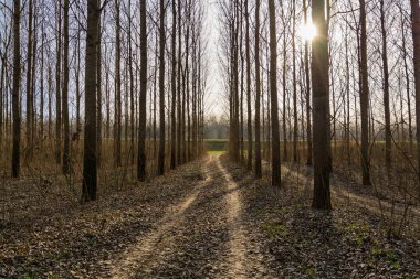 Dirty road in the forest near the Tisza river in winter in Kanjiza clipart