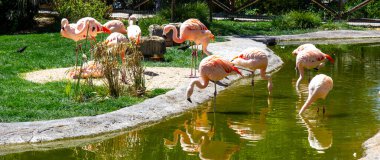 Yerel Hayvanat Bahçesinde Flamingo Sürüsü