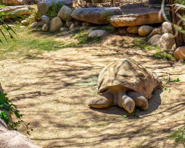 Large Zoo Tortoise Eating Green Leaves clipart