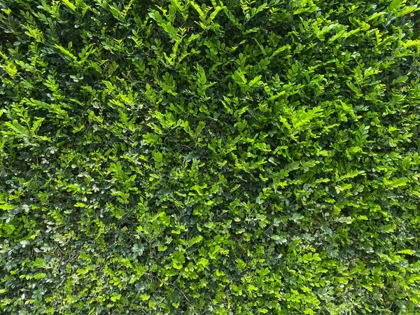 Textura Parede Coberta Com Plantas Verdes Imagem Fundo — Fotografia de Stock