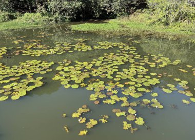 Göl yüzeyindeki Sucul Bitkileri