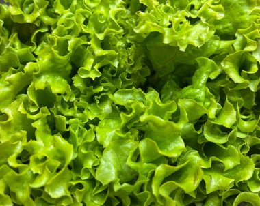 Yakın plan marul arka planı. Yeşil marul desen resmi.