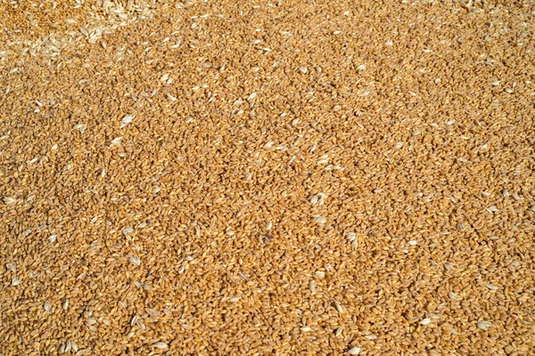 食品质地 小麦种子背景 — 图库照片