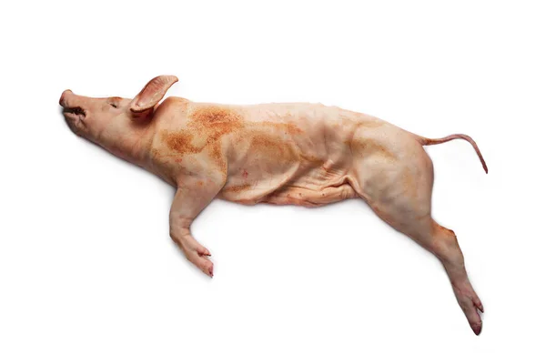 stock image dead little pork on white background