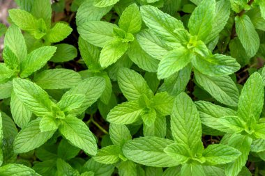 yeşil nane yaprakları, kapatın