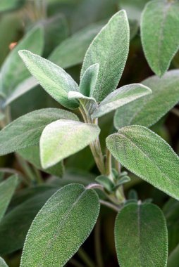 Yeşil adaçayı bitkileri, yakın plan. Yiyecek.   