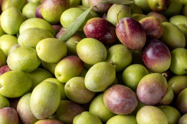 Yakından yeşil zeytin. Gıda arkaplanı