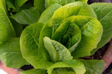 yeşil marul yaprakları tencerede büyüyor.