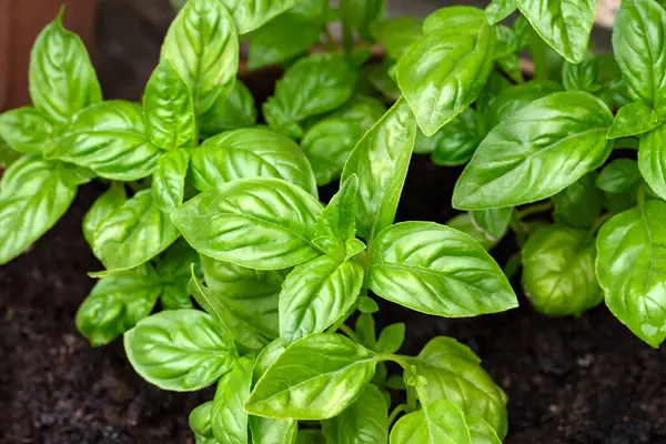 Taze fesleğen saksısı manzarasını kapatır.