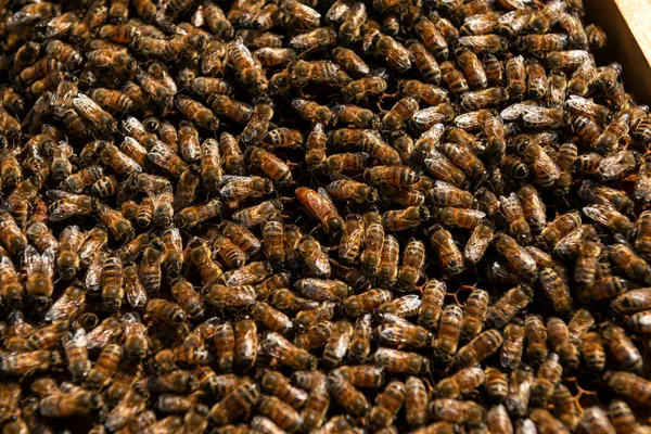 Arı kovanındaki arı grubunun yakın çekim görüntüsü.