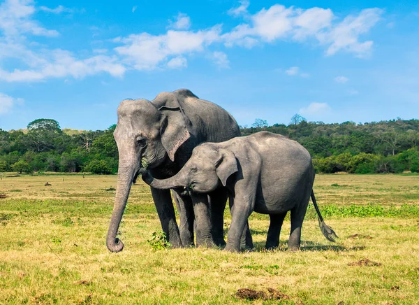 Sri Lanka 'da Asya filleri. İki hayvan, anne ve bebek, ot yiyorlar. Doğada mutlu bir aile. Vahşi yaşam turizmi. Orman ormanı ve arkadaki mavi gökyüzü. Turistler için Kaudulla Ulusal Parkı safarisi