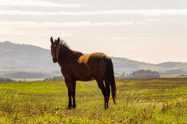 stock image horse grazing in the green field
